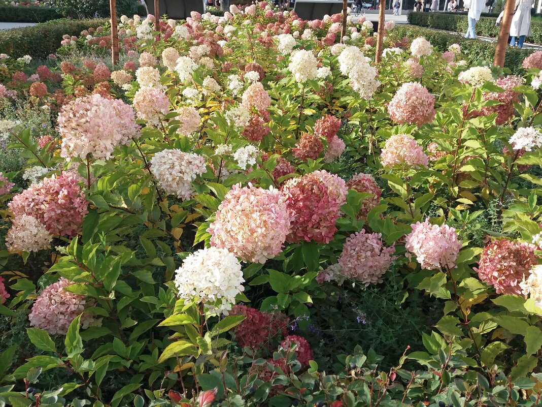 Цветы для красоты - Galina Solovova