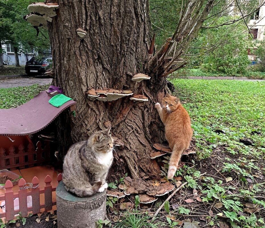 Кошачьи поцарапки... - Мария Васильева