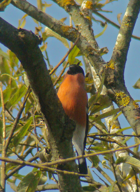 снегирь - gawrilа - dan