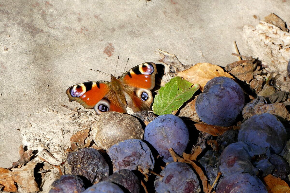 опять про бабочек 6 - Александр Прокудин