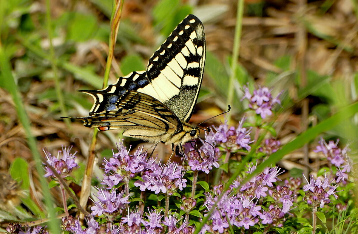 опять про бабочек 10 - Александр Прокудин