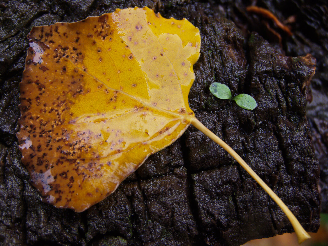 жизнь - Всеволод 