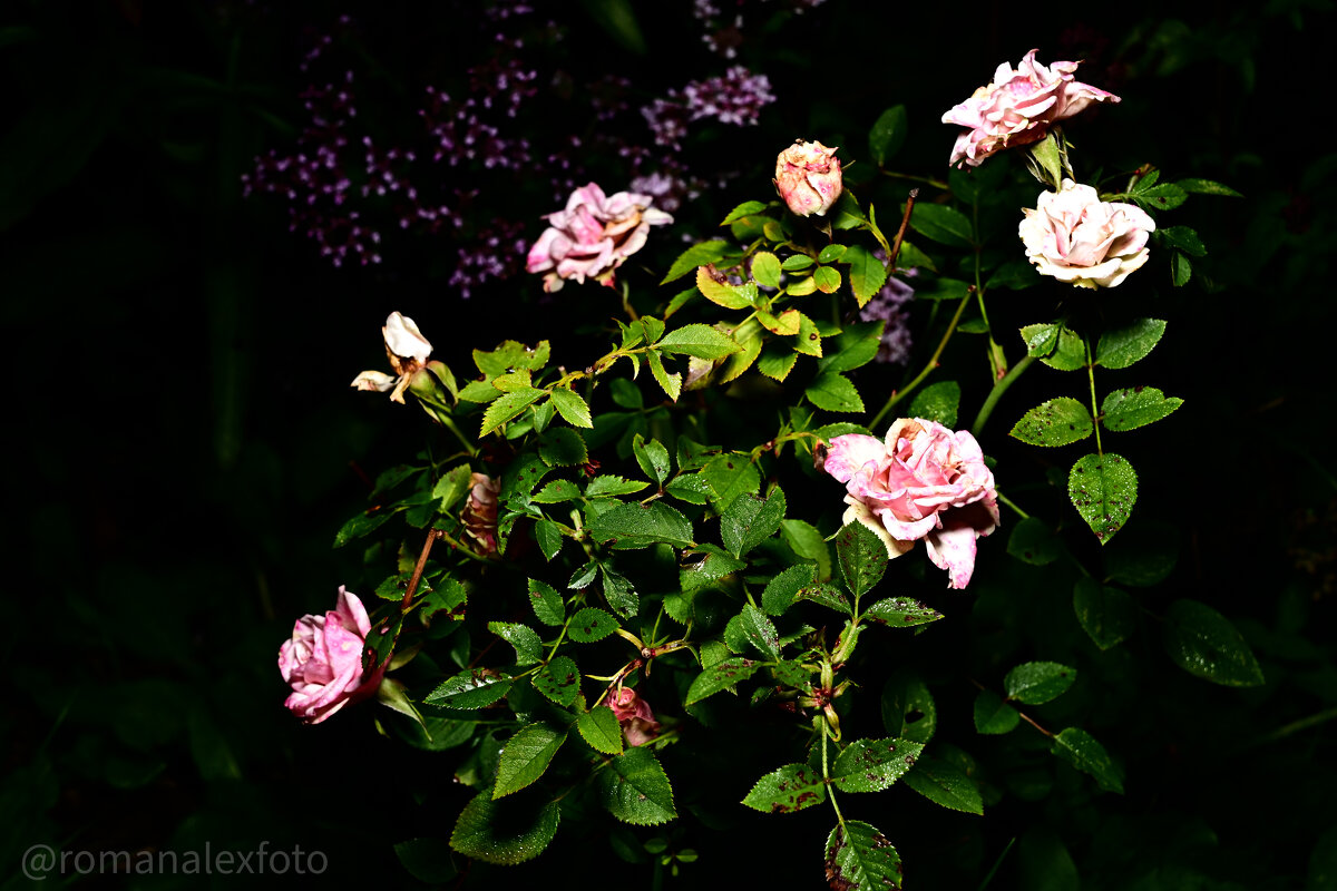 Розы в ночи - Роман Алексеев Розы в ночи - Роман Алексеев