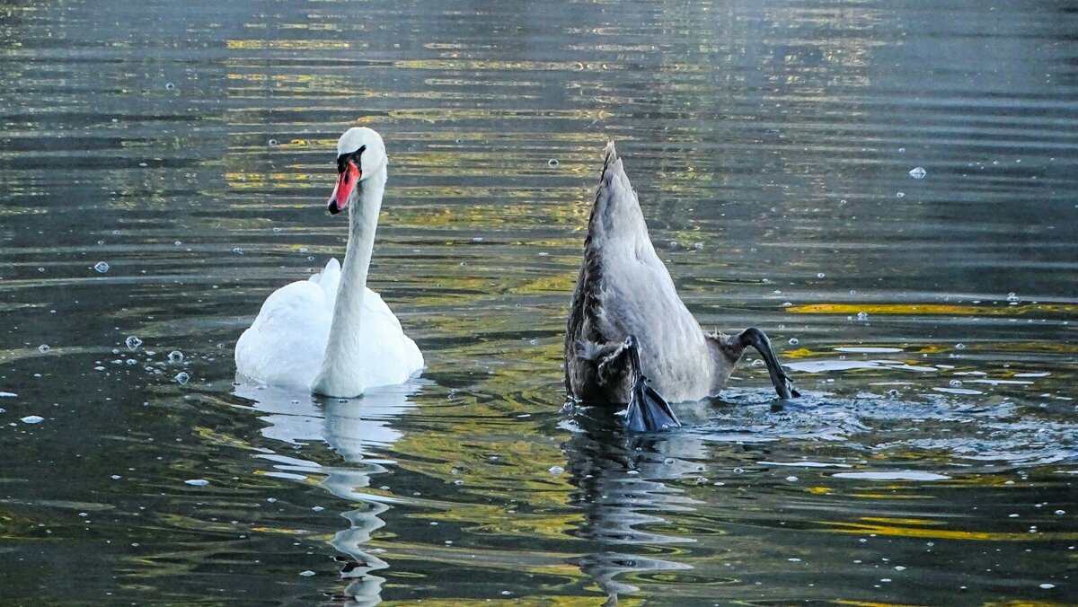 Молодой лебедь не захотел фотографироваться и показал попу. - Милешкин Владимир Алексеевич 