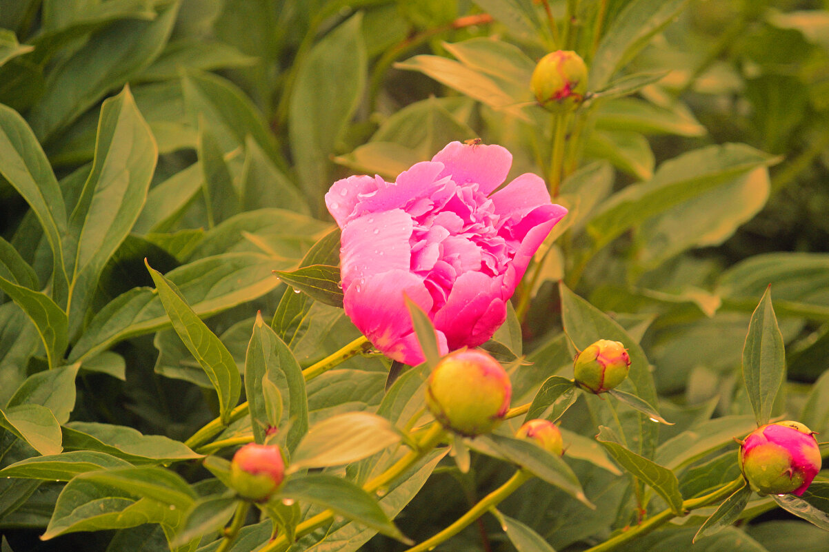 Пион - Сергей Кочнев