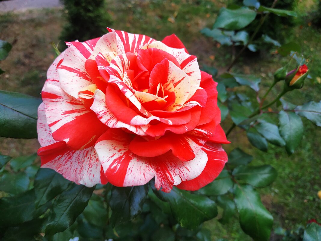 Любят ли цветы физики-теоретики? :-) - Андрей Лукьянов