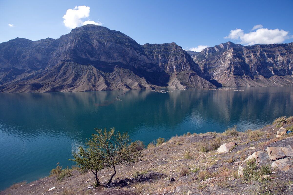 О дереве на берегу - M Marikfoto