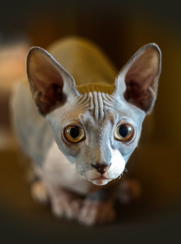 Извините, а обедать будем ? - Андрей Зайцев