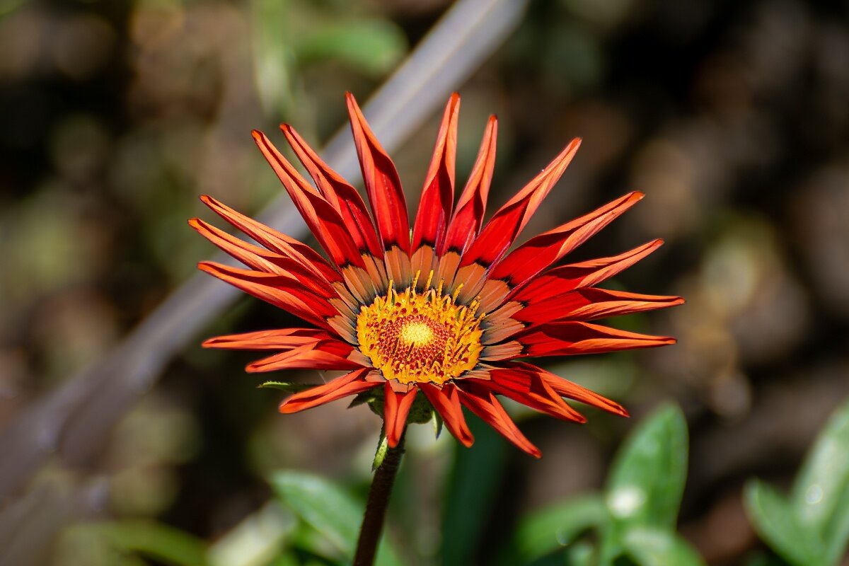 Газания - Игорь Сикорский