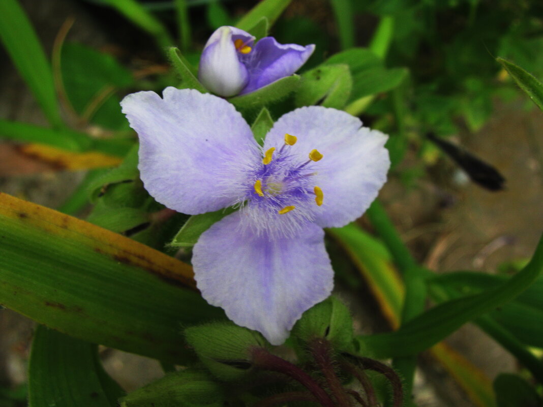 Нежность традесканции - Людмила Смородинская Нежность традесканции - Людмила Смородинская