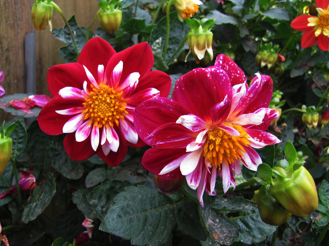 Во всей красе - Людмила Смородинская