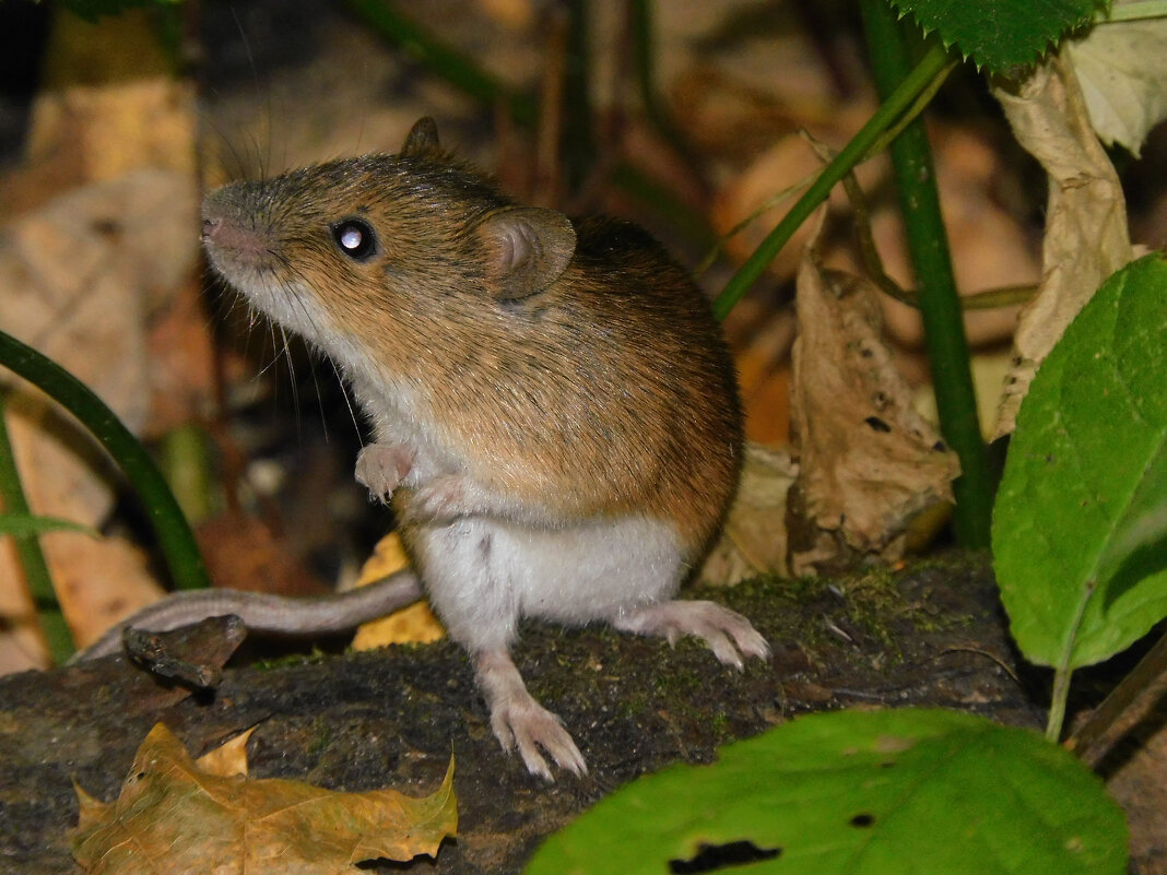 Полевая мышь - Лина 