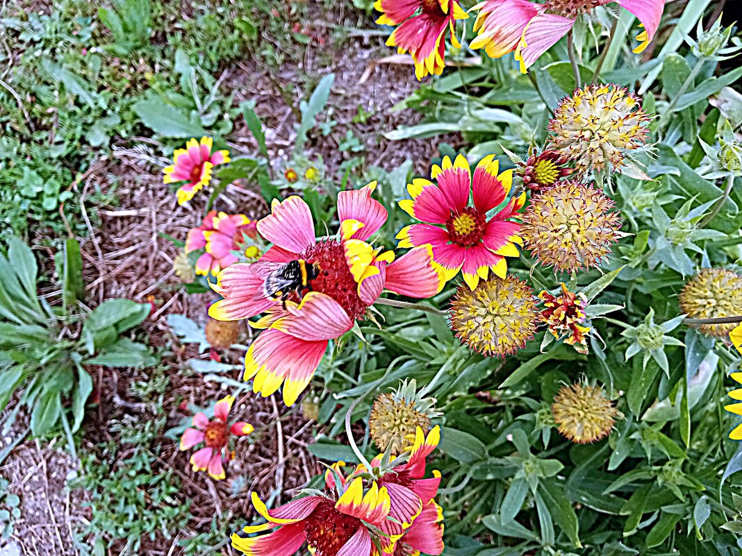 Цветы. - Владимир Драгунский Цветы. - Владимир Драгунский
