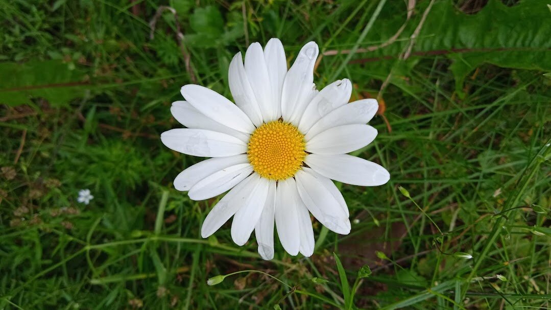 ........ - Елена Шаламова