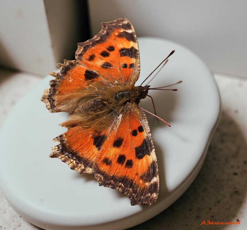 Осень бабочкой яркой порхает... - Андрей Заломленков