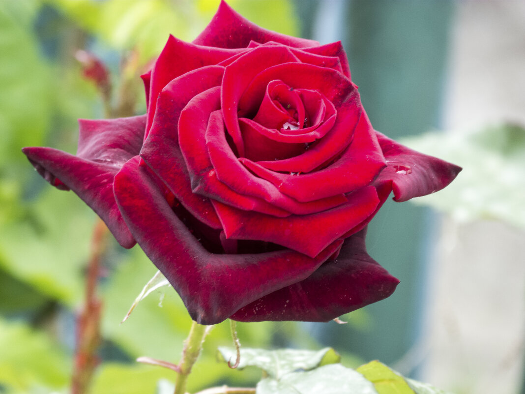 Бархатная роза - Валентин Семчишин Бархатная роза - Валентин Семчишин