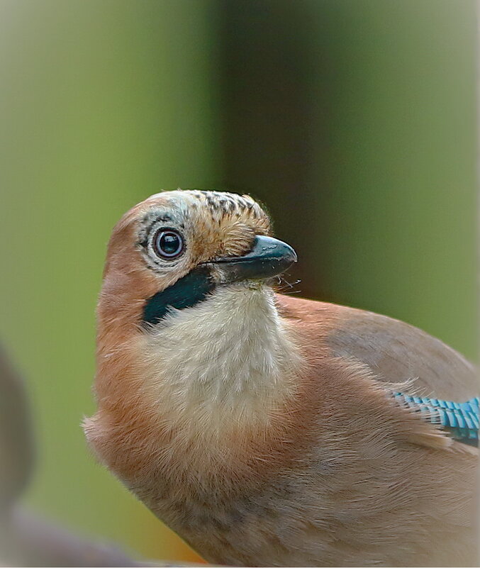 " девушка в окошке" - Andrey Bragin 