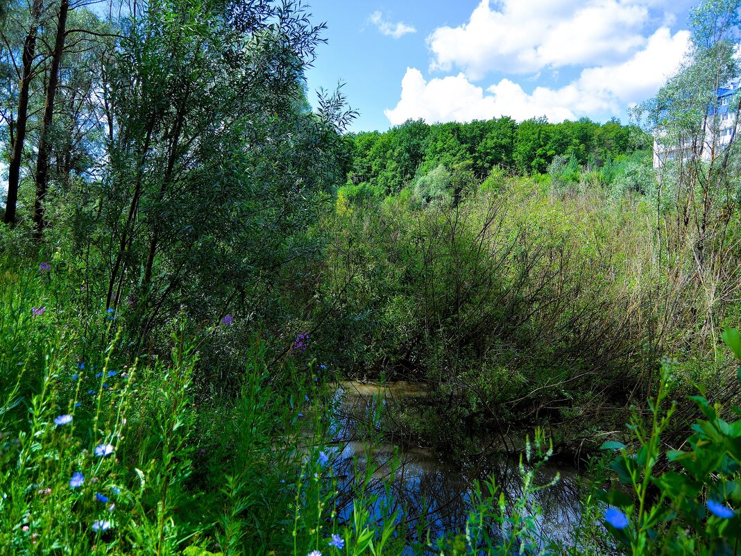 Чебоксары. Речка Сургутка в зарослях Сургутского оврага. - Пётр Чернега