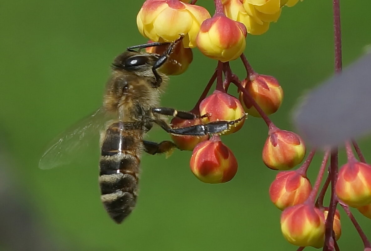 из серии " Макро мир вокруг нас..." - Николай Саржанов