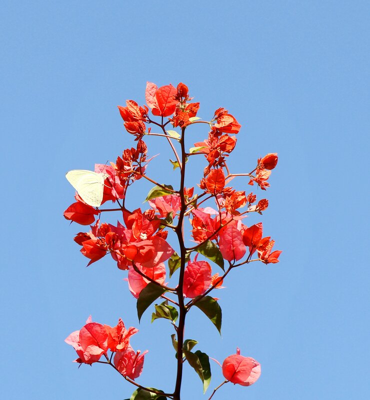 Бабочка на цветке - Аркадий Басович