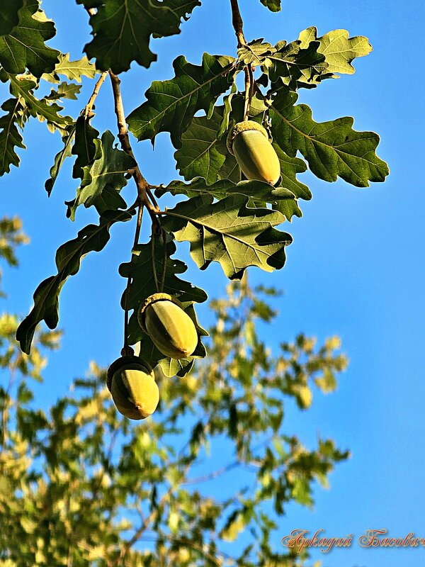 Дуб - Аркадий Басович Дуб - Аркадий Басович