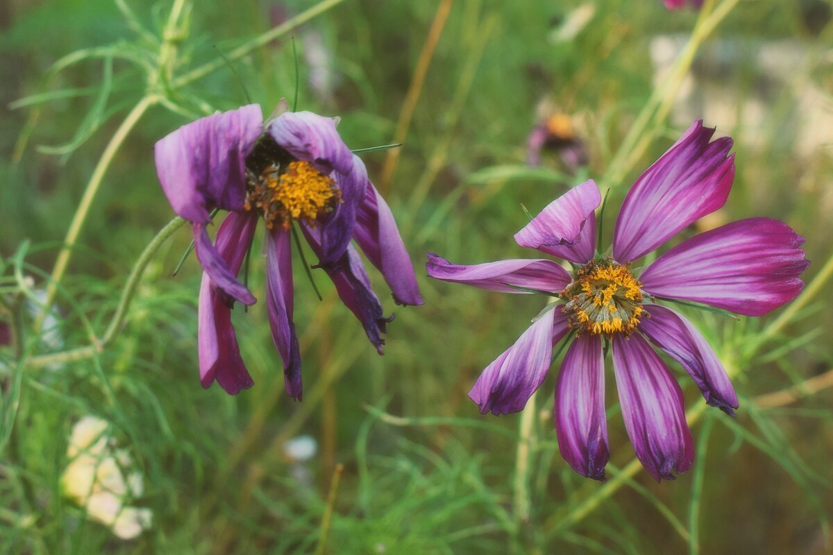 Отгуляли. - Татьяна Помогалова