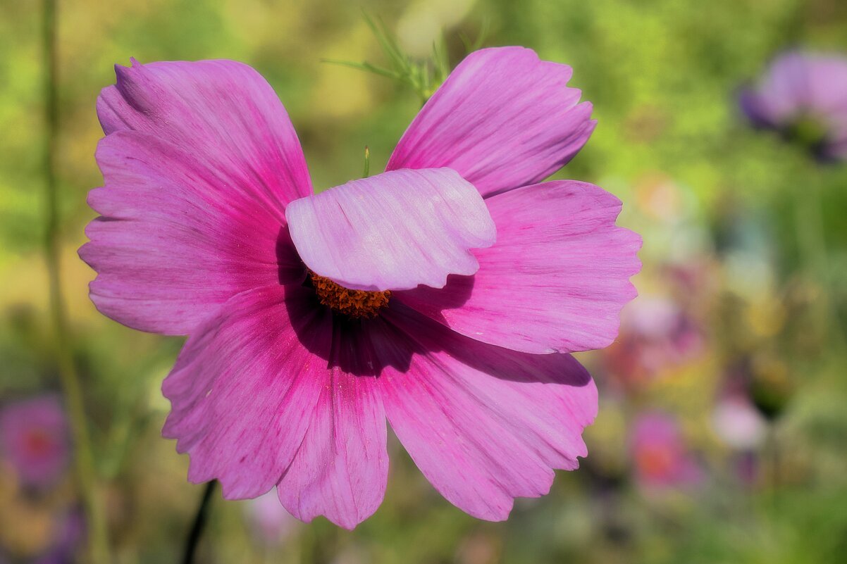 Цветы, как бабочки, и их недолгий век. - Татьяна Помогалова