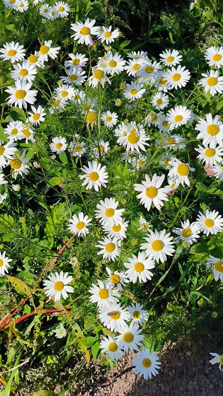 Ромашковый сентябрь. - Ольга 