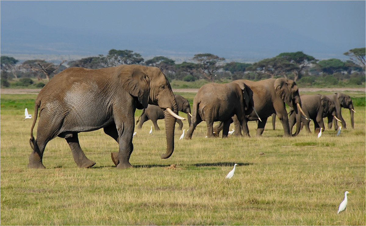 По дорогам Амбосели - Ирина С