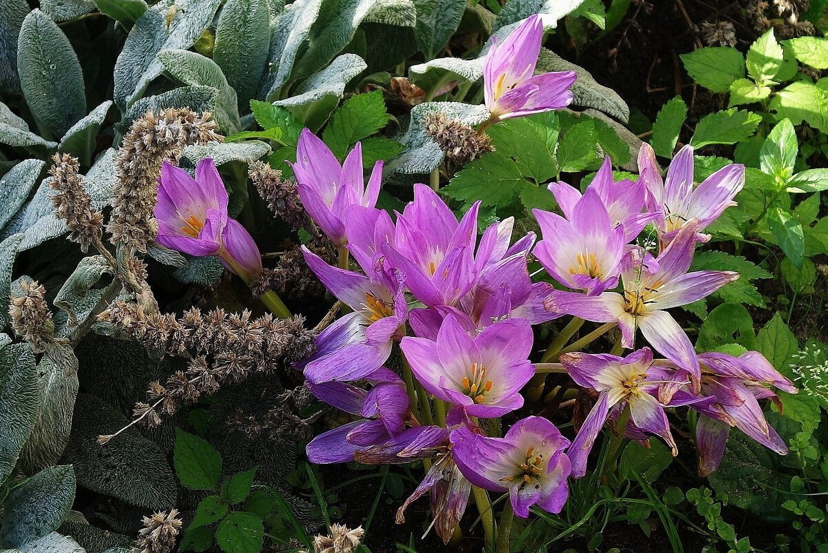 Безвременник осенний - Рита Симонова