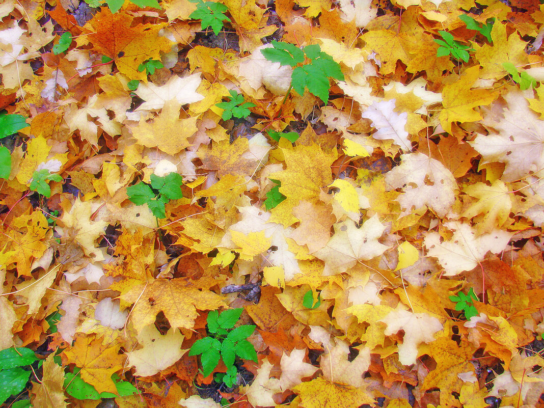 Осенний поцелуй после жаркого лета - Сергей М Осенний поцелуй после жаркого лета - Сергей М