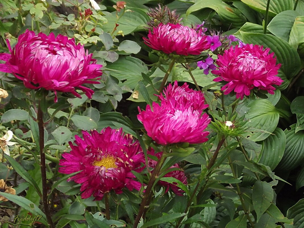 Астры - Freddy 97