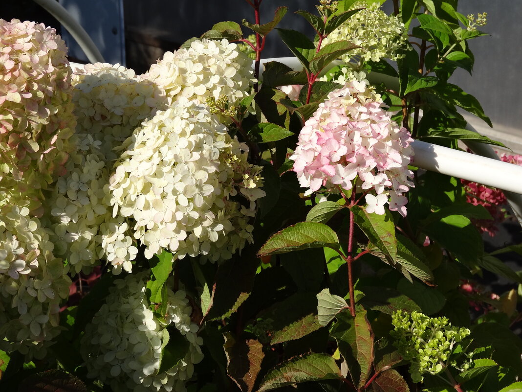 гортензия - СЕРГЕЙ ФИЛОЧКИН