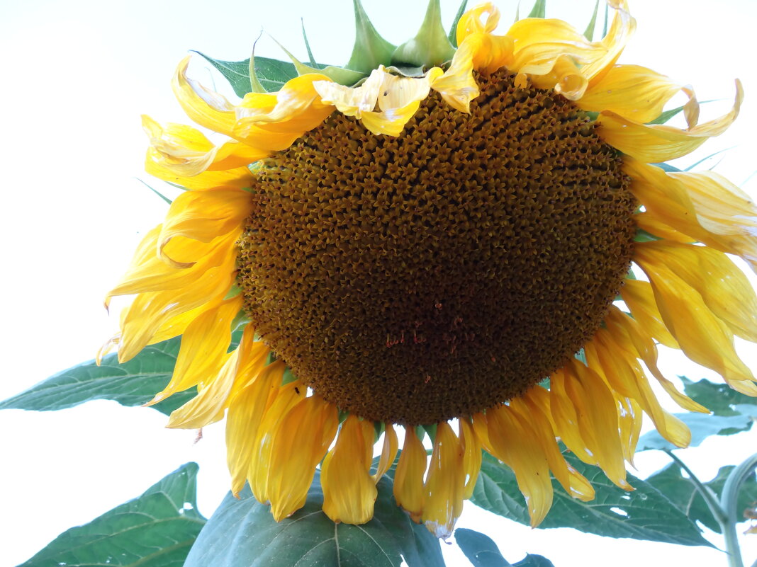 Подсолнечник - СЕРГЕЙ ФИЛОЧКИН