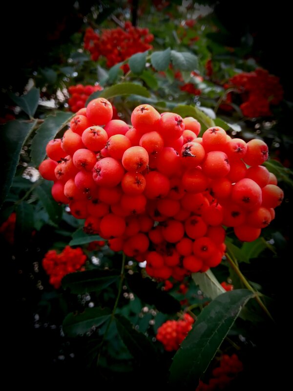 Рябина - Nora Nowhere