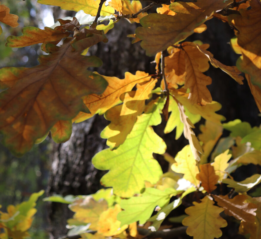 Осенние листья шумят ... - Наталья Лунева 