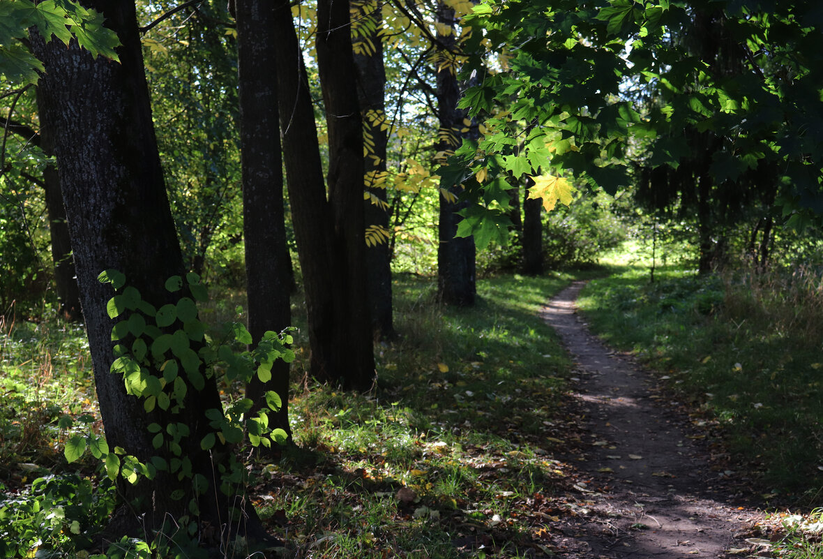"Фонарик" над тропинкой - Наталья Лунева 