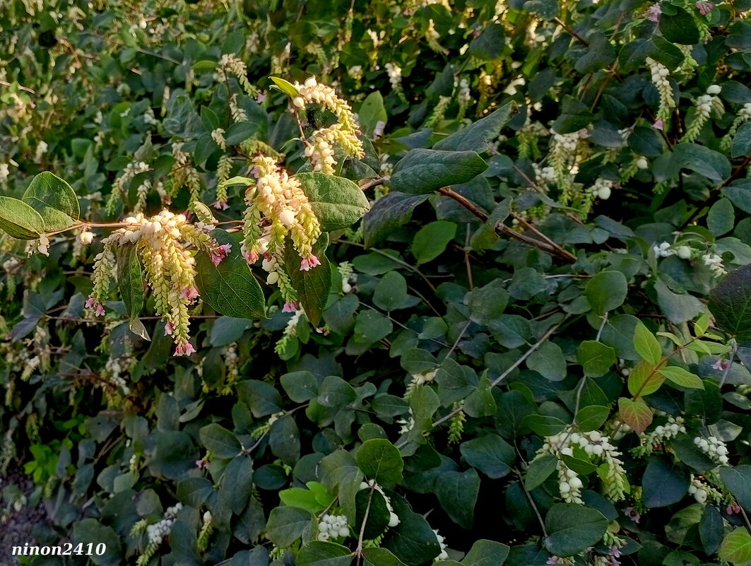 В ростовском экопарке Первая миля - Нина Бутко В ростовском экопарке Первая миля - Нина Бутко