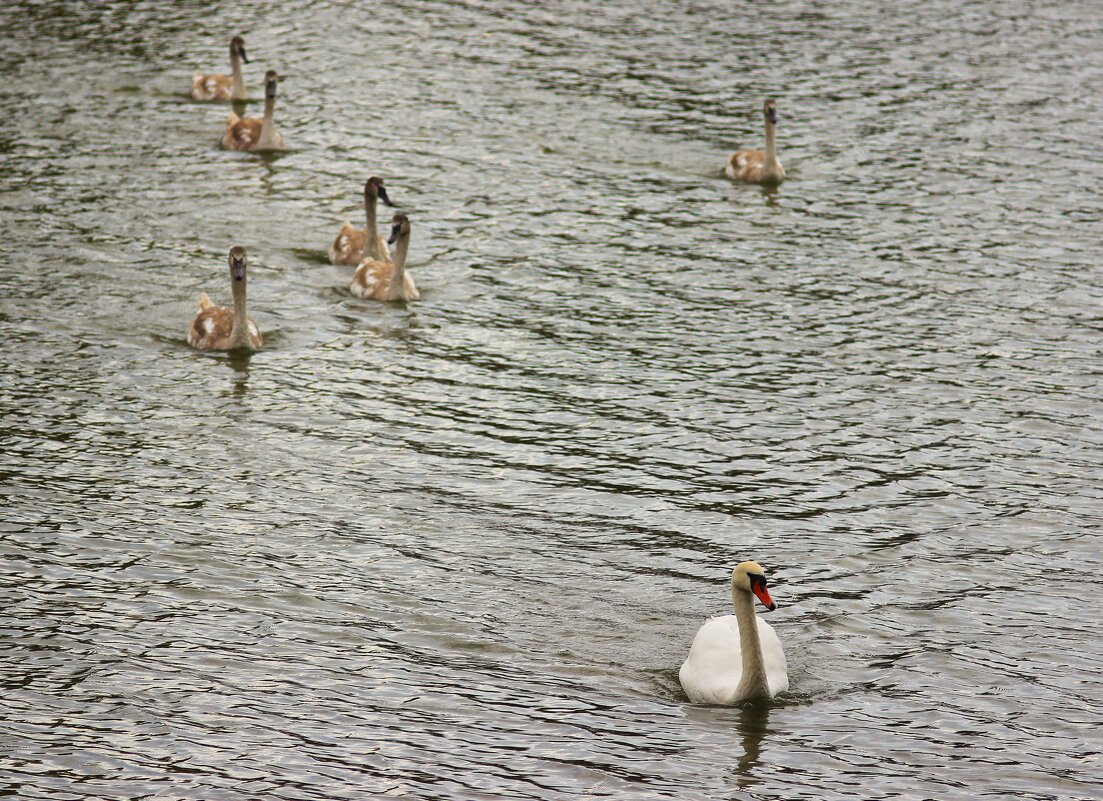 *** - (Владимир С)