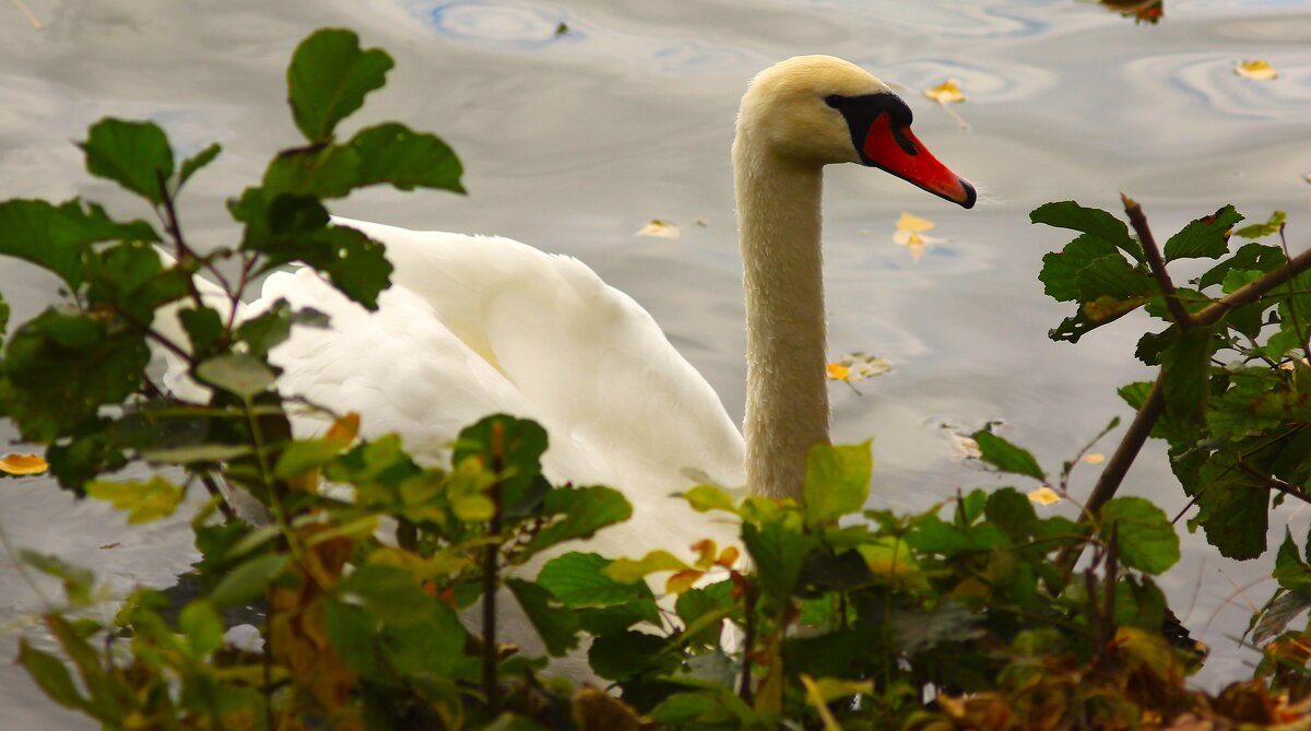 *** - (Владимир С)