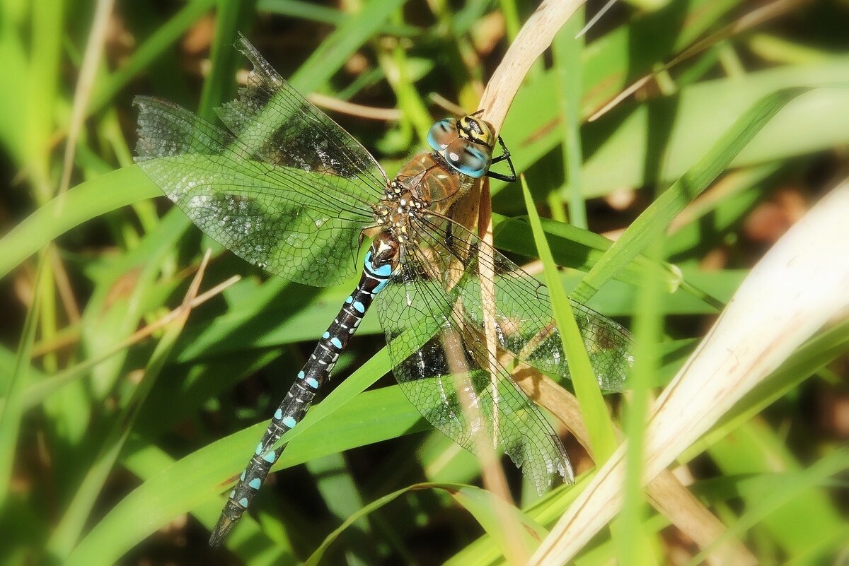 Голубоглазая - Вячеслав Минаев