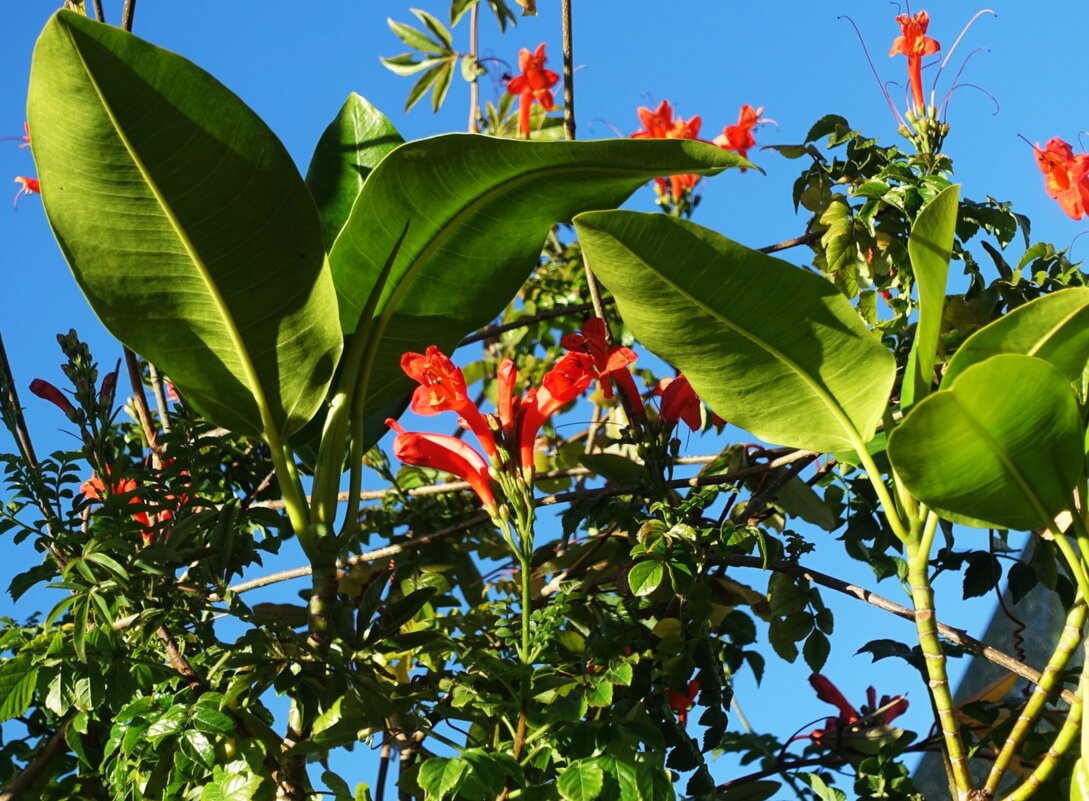 Повторное цветение Кампсиса - Aida10 