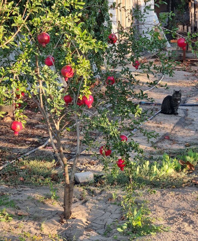 Гранатовые кусты - Наталья 