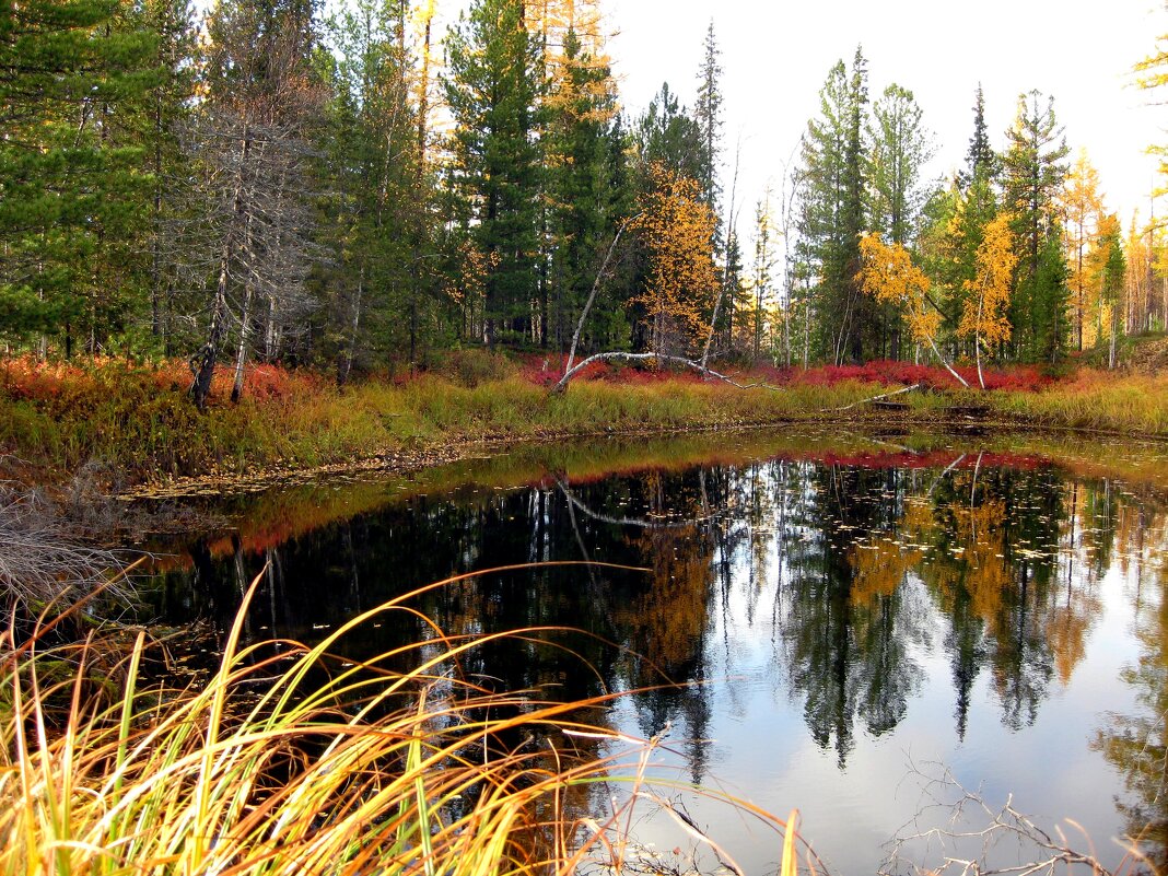 Осень Ямала - Марина 