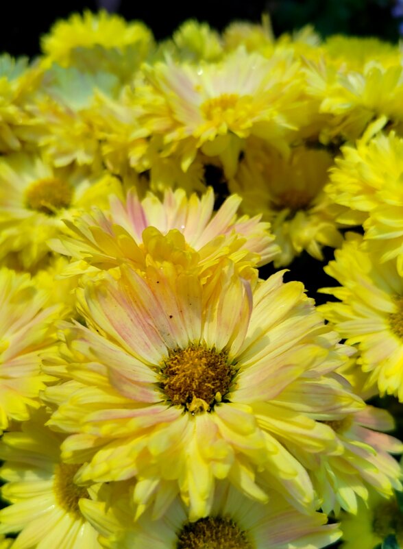 Хризантема - светлана льдокова