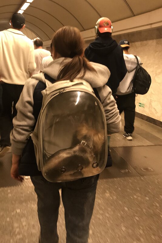 безбилетник :) - zavitok *