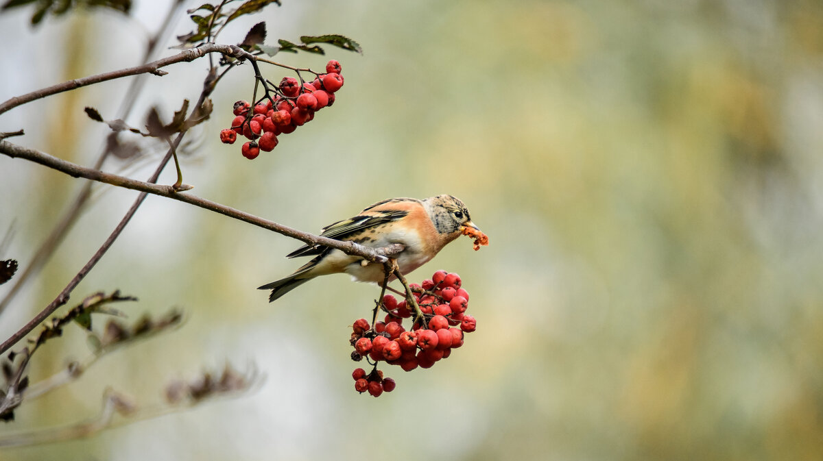 *** - Зинаида Манушкина
