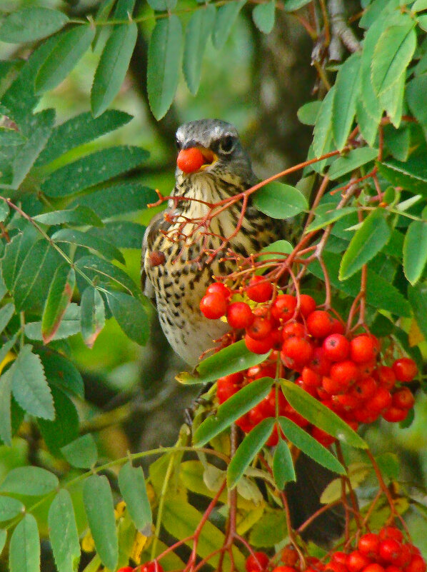 рябинник - gawrilа - dan