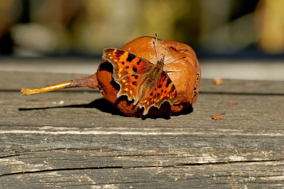 опять про бабочек 14 - Александр Прокудин