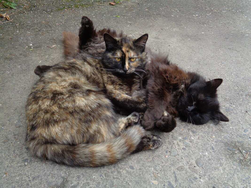 Обнимашки - Наталья 